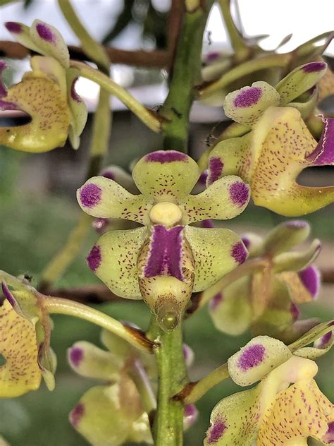 Aerides Migueldavidii Orchidaceae Image At Phytoimages Siu Edu