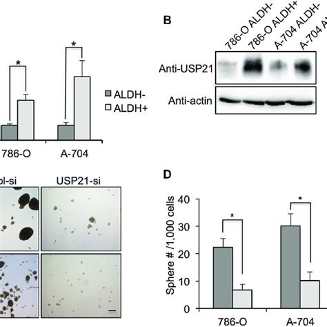 A Qrt Pcr Was Used To Detect The Mrna Expression Of Il In Aldh High