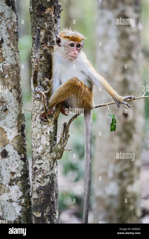 Toque Macaque Macaca Sinica Sri Lanka Stock Photo Alamy