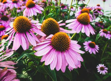 Seed Stewardship Project Echinacea Seeds