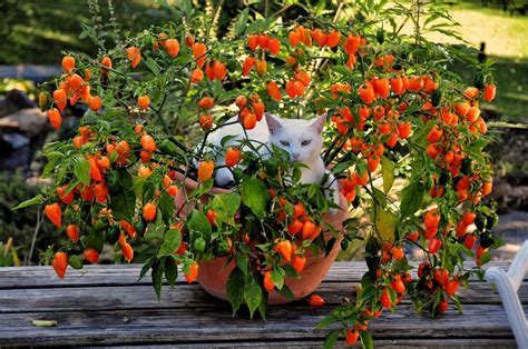 7 Fruits To Grow In Containers On Your Patio Or Balcony • Insteading