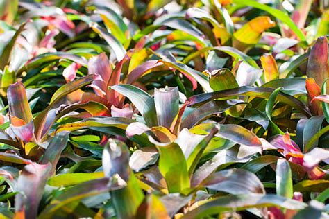 Bromeliads Tropical Rainforest Plant Atlantic Ocean Stock Photos ...