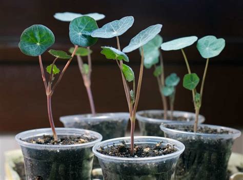 How to Plant Nasturtium - Minneopa Orchards