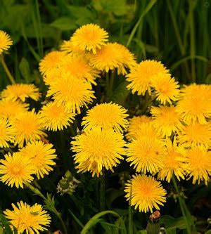 Samen Saatgut Löwenzahn Taraxacum officinalis hier kaufen