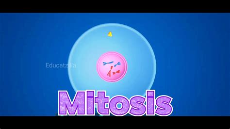 Mitosis D Animation Must Watch For Educational Purposes Youtube