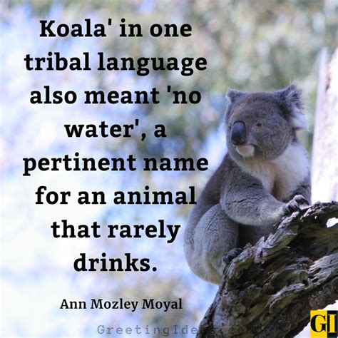 45 Cute Koala Quotes And Sayings For Animal Lovers