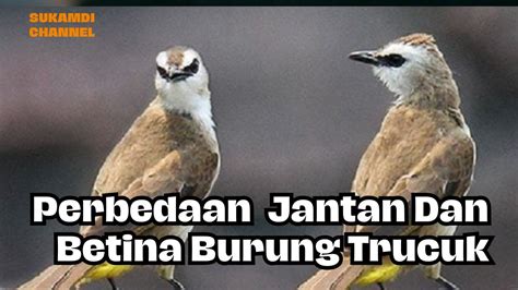 CARA MEMBEDAKAN JANTAN DAN BETINA BURUNG TRUCUKAN SukamdiChannel