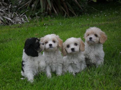 Cavachon Puppies For Sale Sacramento Ca 182011