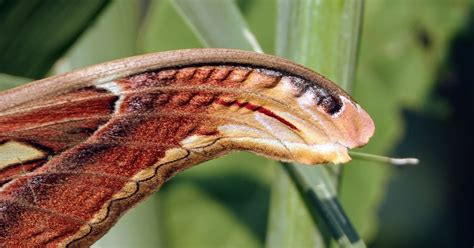 The Atlas Moth Disguises Itself As A Snake To Survive The Premier Daily