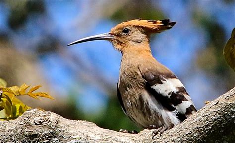 African Hoopoe Upupa Africana Bdi