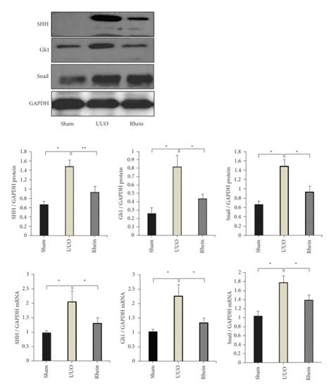 Inhibitory Effect Of Rhein On Shh Signaling Pathway In Uuo Rats Rhein