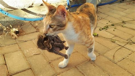 Mama Cat Calling For Her Newborn Kittens Cat Voice Mom Cat Meowing