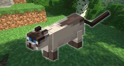 Cat With White Eyes Minecraft