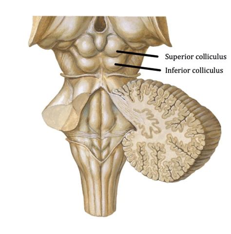 Inferior Colliculus