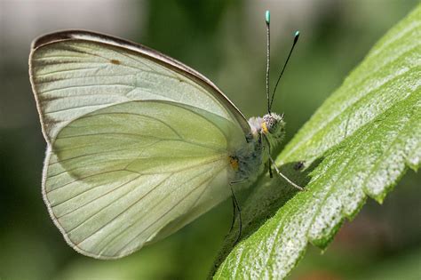 Great Southern White Butterfly Photograph By Paula Fink Pixels