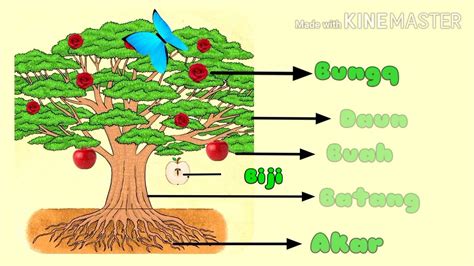 Materi Bagian Bagian Tumbuhan Dan Fungsinya Lemak Tak Imagesee The