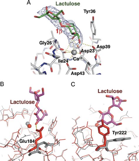 Lactulose Bound To Heptameric Cel Iii A F O F C Omit Electron