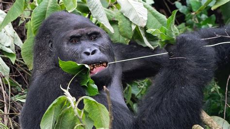 Lowland Gorilla Trekking In The Democratic Republic Of Congo