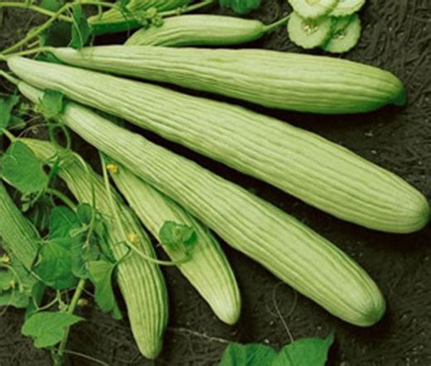 Cucumber Burpless Armenian Yard Long Cucumis Melo Seeds