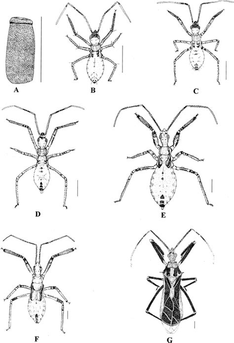 IMMATURE STAGES AND LIFE CYCLE OF REPIPTA FLAVICANS STÅL AND R. TAURUS ...