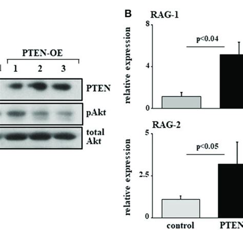 PTEN Overexpression Partially Blocks Pro To Pre B Cell Transition And