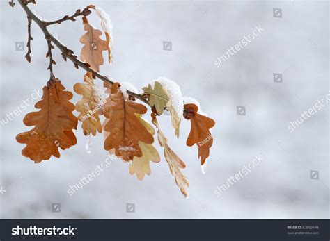 Hi Res Oak Leaves In Snow Stock Photo 67859548 Shutterstock