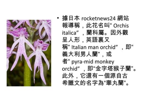 Naked Man Orchid Ppt