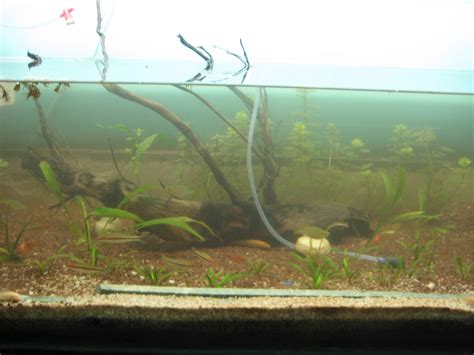 My Fresh Water Aquarium - Natural Planted Tank (Walstad Method ...