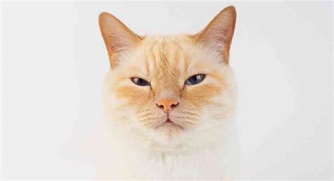 Cream Point Cat Introducing The Cream Point Cat Breeds