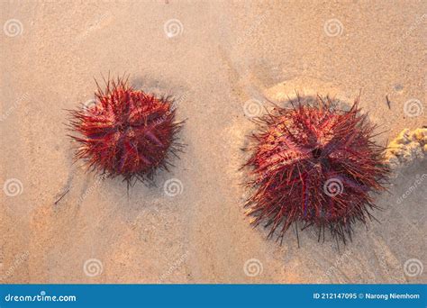 Los Erizos De Mar Rojo Son Atrapados Por Las Olas En La Playa De Patong