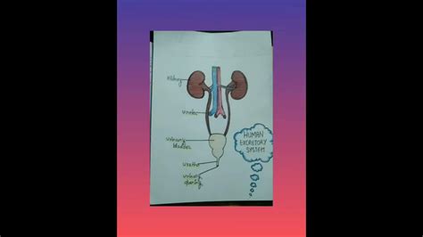 A Poster Onhuman Excretory System Youtube