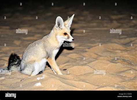 Fennec Fox At Night Hi Res Stock Photography And Images Alamy
