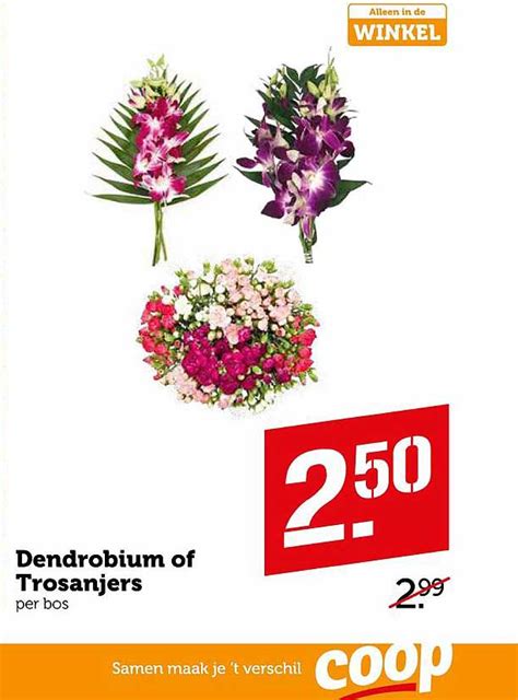 Dendrobium Of Trosanjers Aanbieding Bij Coop Folders Nl