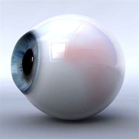 Human Eyeball 3d Model