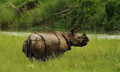 The Wild Unicorn | Smithsonian Photo Contest | Smithsonian Magazine