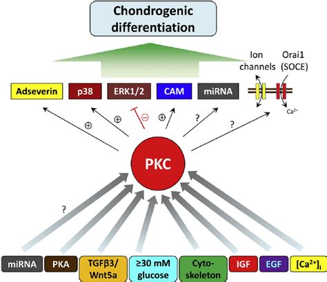 Summary Of Upstream Modulators And Downstream Effectors Of Pkc