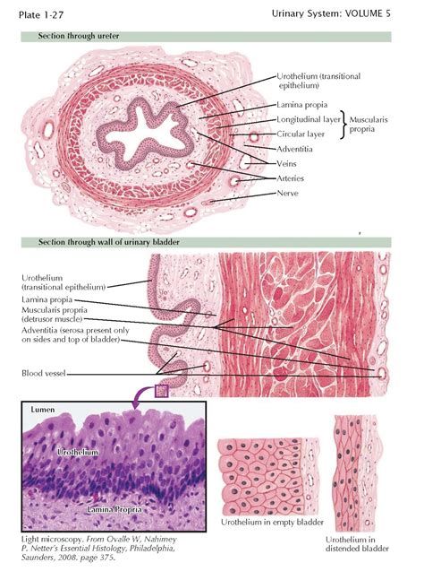 renal pelvis ureter  bladder pediagenosis
