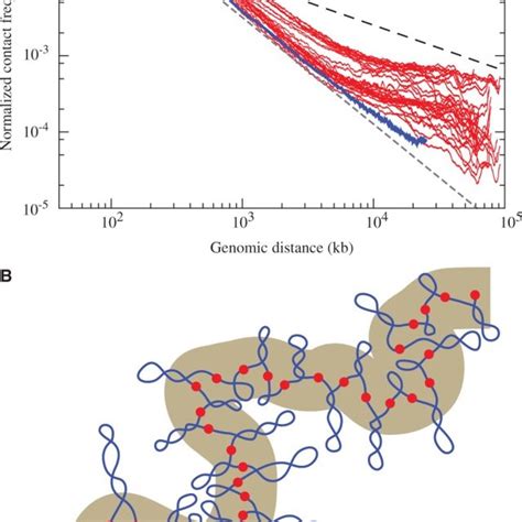 Model of a large chromosome fragment composed of supercoiled ... 