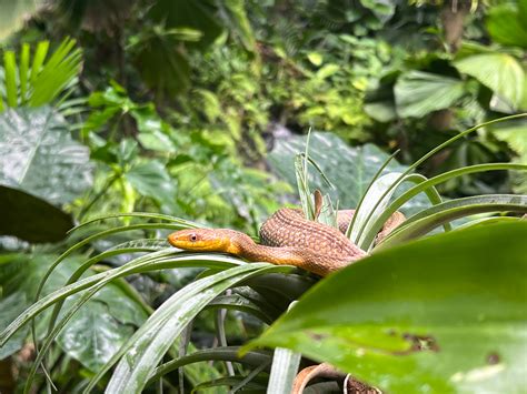 My first snake relocation of the year! I live on the creek in South