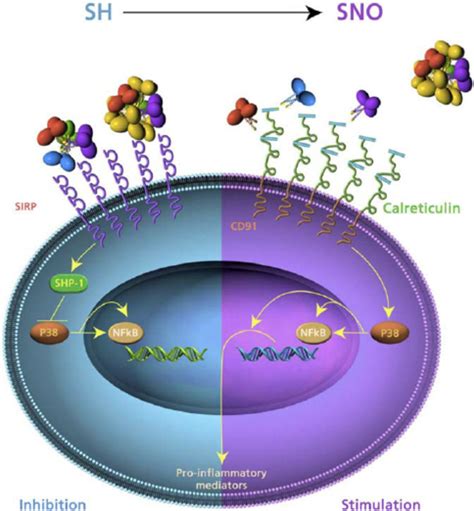 A Model Of The Pro And Anti Inflammatory Functions Of Sp D Under Download Scientific Diagram