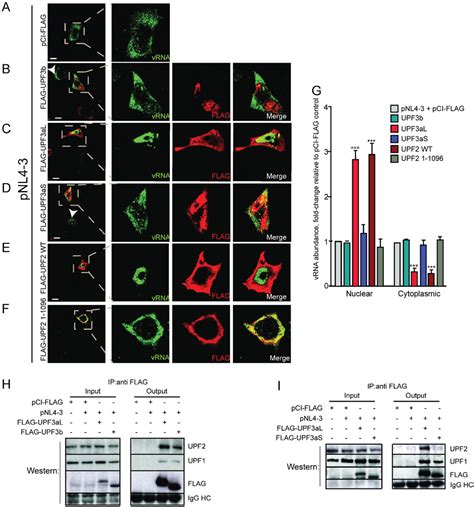 Biomolecules | Special Issue : RNA-Binding Proteins—Structure, Function ...