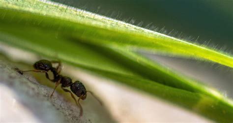 Reine De Fourmis Argentine Tout Ce Qu Il Faut Savoir Sur Cette Esp Ce