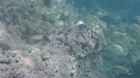 Snorkeling Hanauma Bay Youtube