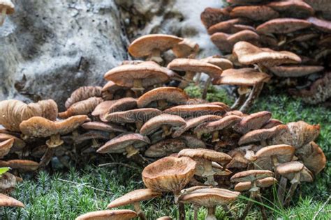 Mushrooms On Forest Floor Stock Photo Image Of Fruiting 188152328