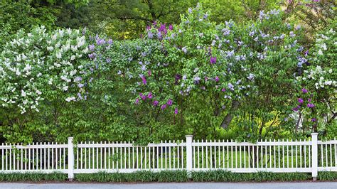 Woostock Vermont Lilacs Photograph By Alan L Graham Fine Art America