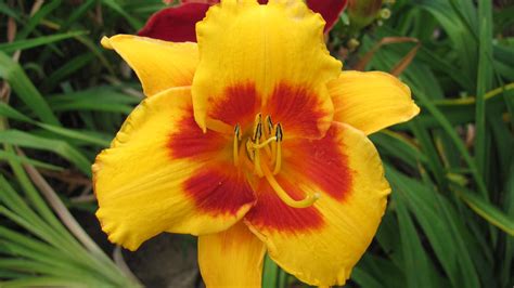 Love Those Eyes Daylily Ellies Daylilies