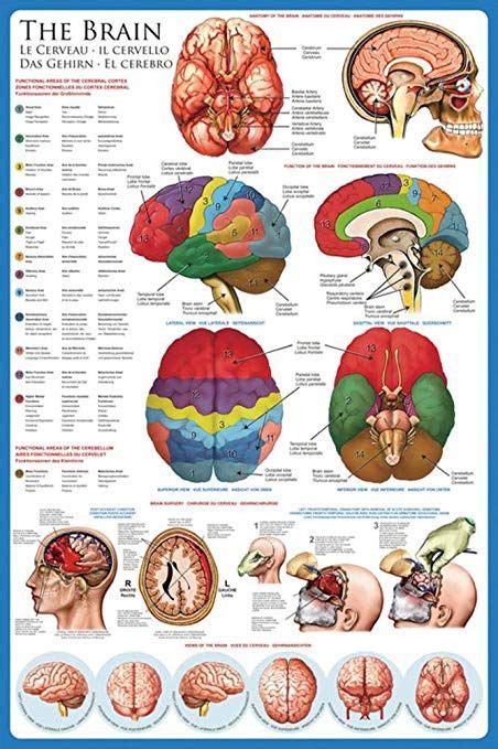 The Brain Anatomical Chart 20x26 Poster Brain Anatomy Brain Science