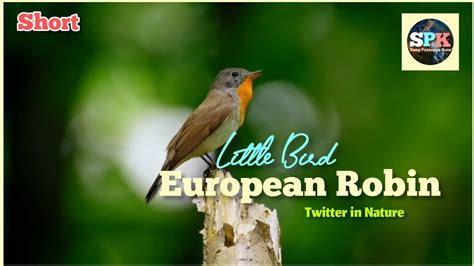 European Robin Youtube