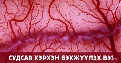 Цусны эргэлтээ сайжруулж, судасны эрүүл байдлыг хэрхэн дэмжих вэ ...