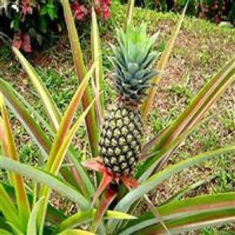 Pinas Ananas Md Ready To Plant From Puerto Rico Como Cultivar